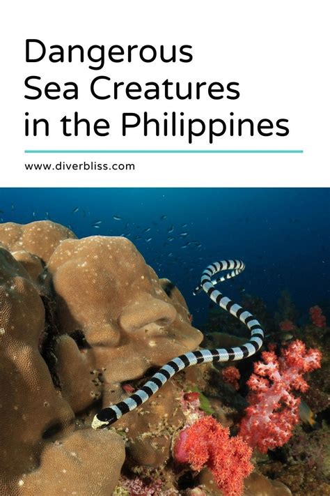 15 Dangerous Sea Creatures In The Philippines .